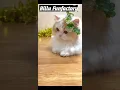 Download Lagu Billi wala cartoon video #viral #billi #funny #comedy #shortvideo #shortviral #mewmew #billicartoon