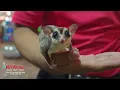 Exotic Tropical Pet World - McAllen TX
