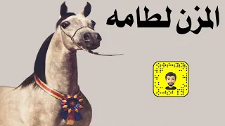 شيلة المزن لطامه سعد محسن حصريا 2023 