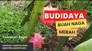 Download Budidaya Buah naga II Buah naga merah MP3