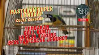 cucak cungkok materi roll kunti panjang gereja tarung besetan cucak jenggot super lengkap