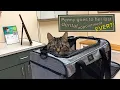 Come with Penny to see her dental specialist for the last check up