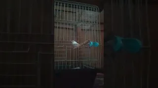 تغريد طائر البنغالي فينيش 