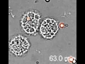 Phagoytosis Macrophages in Action