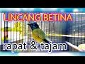 LINCANG GACOR ‼️masteran murah meriah