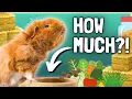 How Much to Feed Guinea Pigs Complete Diet Guide