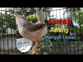 Prenjak Sawah Tarung Manggil Lawan