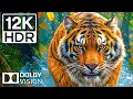 Download Lagu Epische dierenavonturen in 12K ULTRA HD HDR in Dolby Vision | met cinematografisch geluidslandschap