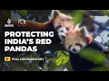 How India is racing against time to save the endangered red panda 101 East Documentary