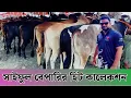 Download Lagu Buy cows at a low price suitable for the season at the famous Kuti Chaumuhani Cow Market in Brahm...