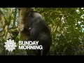 Nature Howler monkeys in Belize
