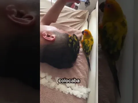Loro le arregla el peinado a su dueño