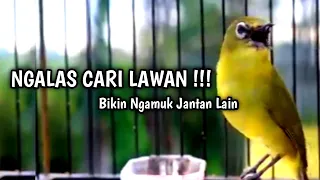 Download Burung Pleci Gacor Ngalas Nembak Nyari Lawan MP3