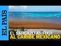 El plan contra el sargazo para salvar las playas de Quintana Roo EL PAIS
