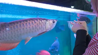 Đi Mua Cá Cảnh Với Chị Thơ Nguyễn