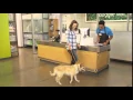 San Antonio Texas Grand Opening Petco
