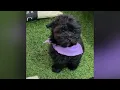 Enzo - Maltipoo Puppy for Sale in Dallas Texas