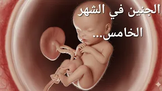 الجنين في الشهر الخامس   كيف يبدو   وماذا يفعل    دندنها