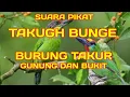 Suara pikat burung takur, takugh bunge gunung dan bukit
