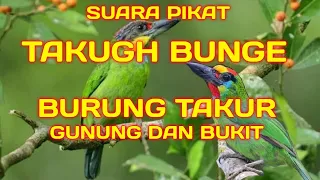 suara pikat burung takur takugh bunge gunung dan bukit