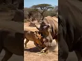 The Rhinoceros vs. the Lion: A Stunning Showdown #wildlife #wildlifeantics #animals