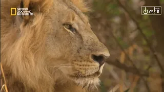 وثائقي أرض الحيوانات المفترسة الأسود ناشيونال جيوغرافيك أبو ظبي 