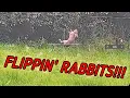 Download Lagu Epic ONE Rabbit Hunting - Precision Pest Control