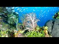 Reef Life - Truk Lagoon