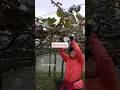 Download Lagu winter pruning 2023 kiwifruit nz #orchardmanagement #kiwifruit #backpackers #whv #nztravel #whvnz