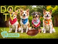 Lagu DOG TV: Best Video Relax \u0026 Anti-Anxiety for Dogs to Watch When Alone - Soothing Music for Dogs