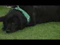 Ready Pet GO How to adopt Midnight an adorable black Labrador Retriever rescue
