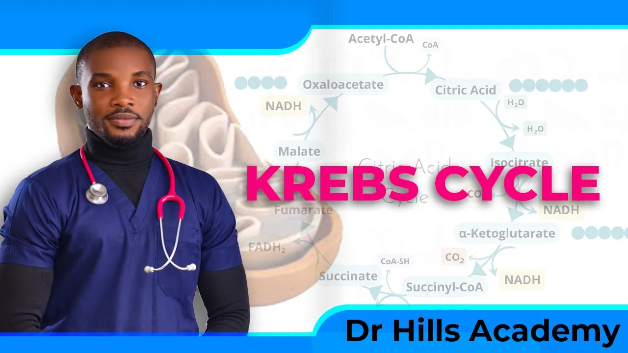 Metabolism | Krebs Cycle Made Easy (With Clinical Notes)