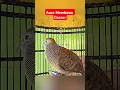 Suara Perkutut Aura Mempercepat Gacor #perkutut