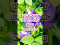 Download Lagu 10 Manfaat Bunga Telang Untuk Kecantikan | Yuksehat Diary #telang #bungatelang #manfaatbungatelang