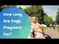 How Long Are Dogs Pregnant For A Comprehensive Guide
