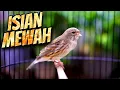 Download Lagu KENARI KALITAN SUPER MEWAH - MASTERAN KENARI ISIAN BLACKTHROAT GACOR SUARA JERNIH IDAMAN