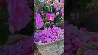  اذا يوم تنساني انطيك عنواني متابعه ولايك فضلا وليس امرآ  دندنها
