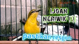 sogon ijoan ngriwik pastikan sogon kalian respon sogonijoan sogonngriwik pancingansogonbunyi