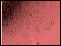 Boards Of Canada - You Retreat In Time And Space (fan made music video)