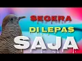 Download Lagu HARUS SEGERA DI LEPAS KE ALAM BEBAS,,3 CIRI PERKUTUT BERYONI NEGATIF