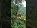 Tarzan Dunia Nyata🔥🇮🇩