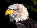 Download Lagu Suara burung elang yang sangat ampuh untuk mengusir ayam atau burung !!! DIJAMIN 100 % berhasil