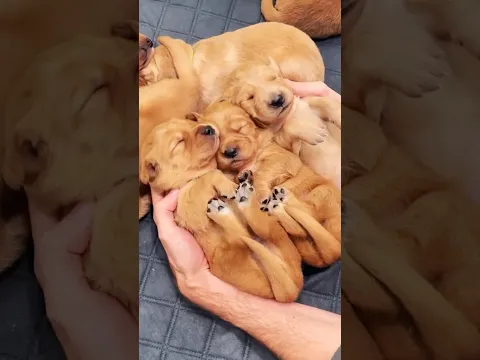 The cutest Goldens ever🥹