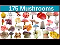 Discover 175 Unique Mushrooms You Never Knew