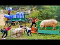 Using 3-wheeled Truck to Transport 250kg of Pigs - Transporting Numerous Drums for Ly Phuc Vy