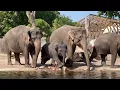 Lagu De dieren in ARTIS krijgen ijsjes