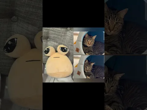 créditos a:‎⁨@cozycatsdaily⁩  Cuál es IA? #humor #yosoydelos7mil #comedia #cat #ias #memes #shorts