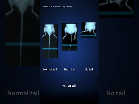 You’re sitting on the remains of a tail. #tail #coccyx #evolution #genetics #humanevolution