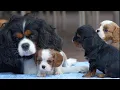 Rainbow Litter of Cavalier Puppies First Outdoor Playtime at 5 Weeks