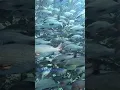 Download Lagu Snappers#padi#dive#fish#scubadiving#fishing#goprohero12#underwater#ocean#redsea#egypt🌊🧜🏼‍♀️🤙🇪🇬